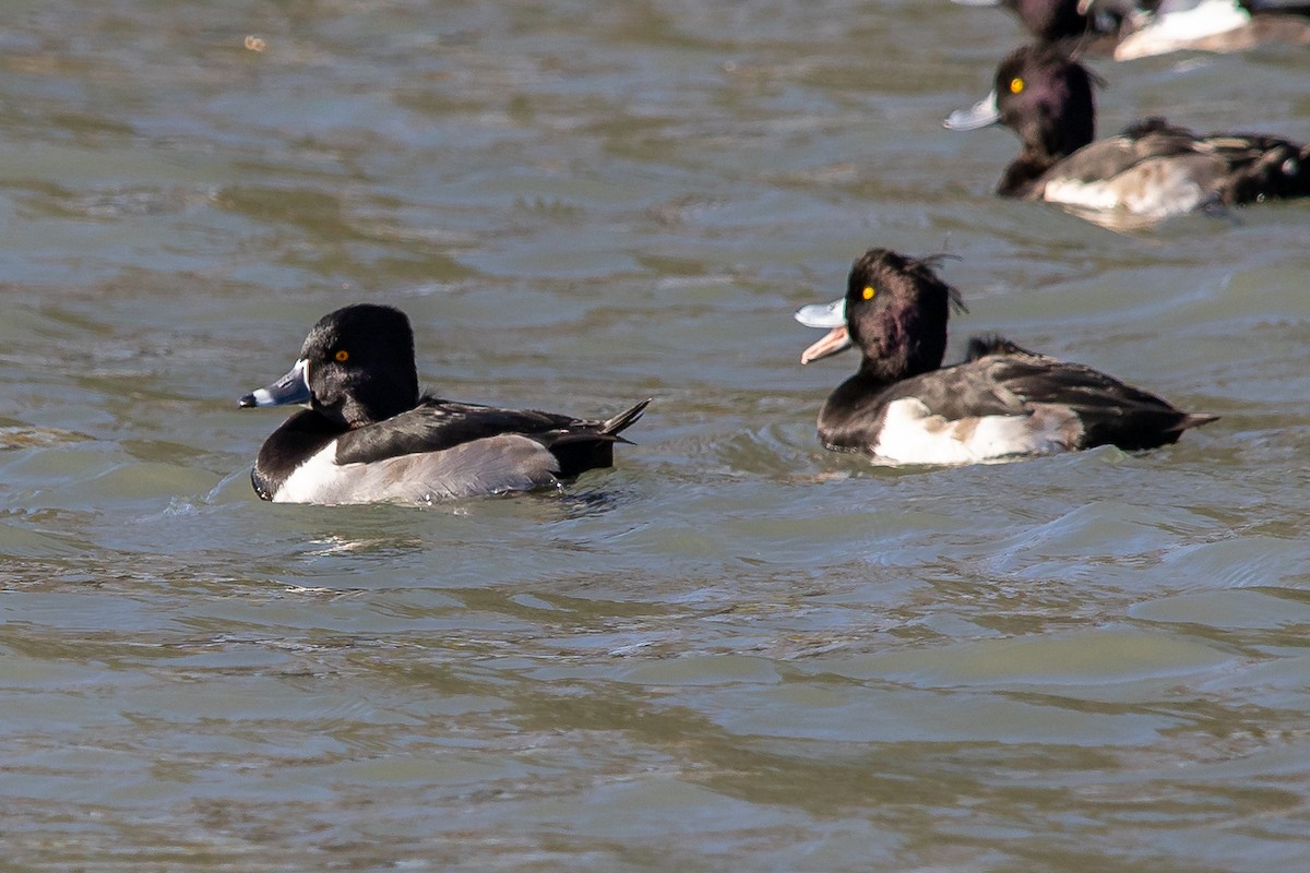 Ring-necked Duck - ML611438758