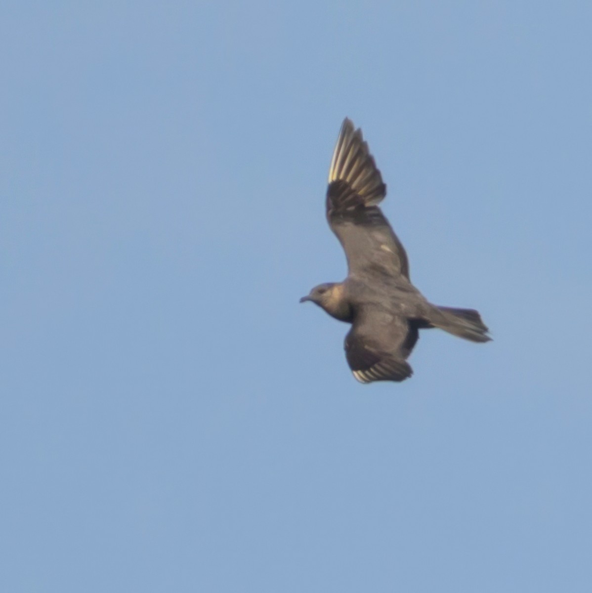 Parasitic Jaeger - ML611438769