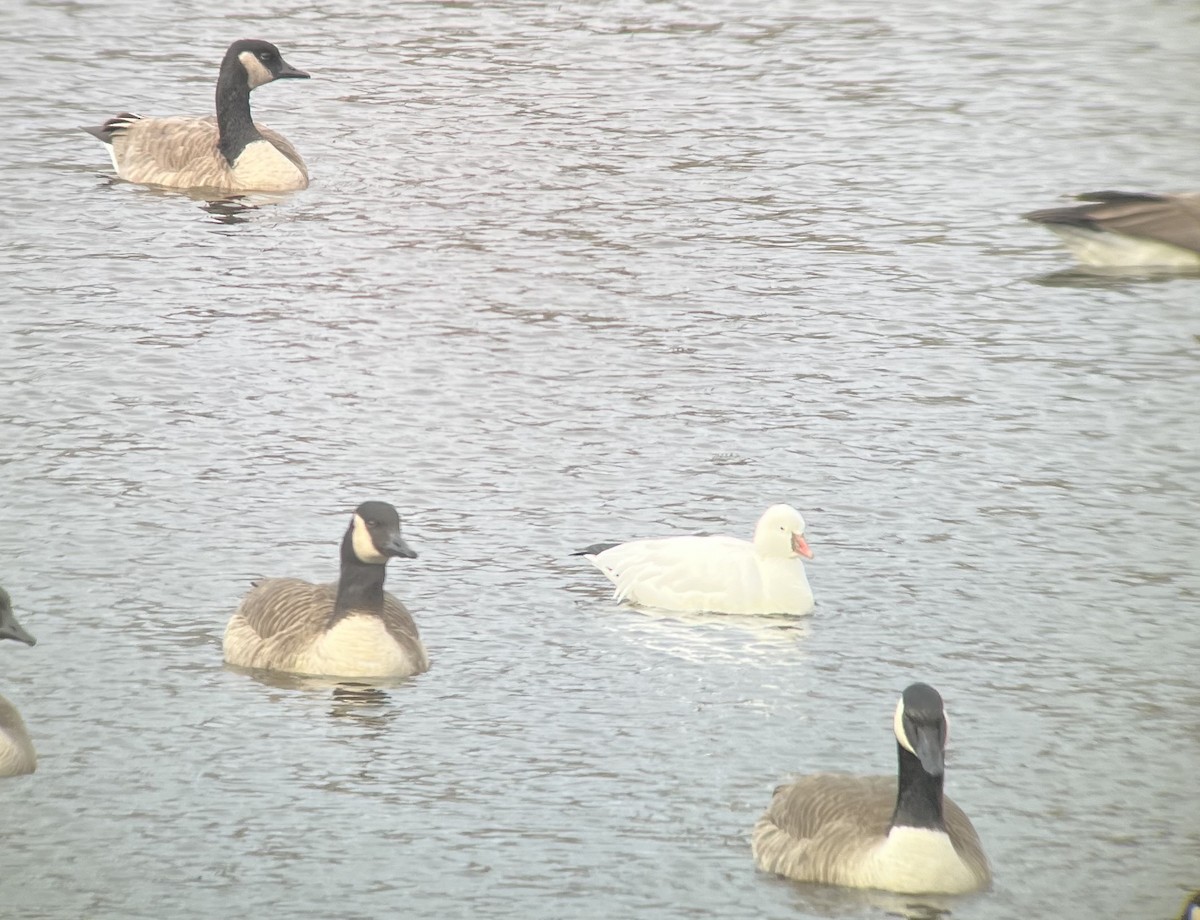 Ross's Goose - ML611438779