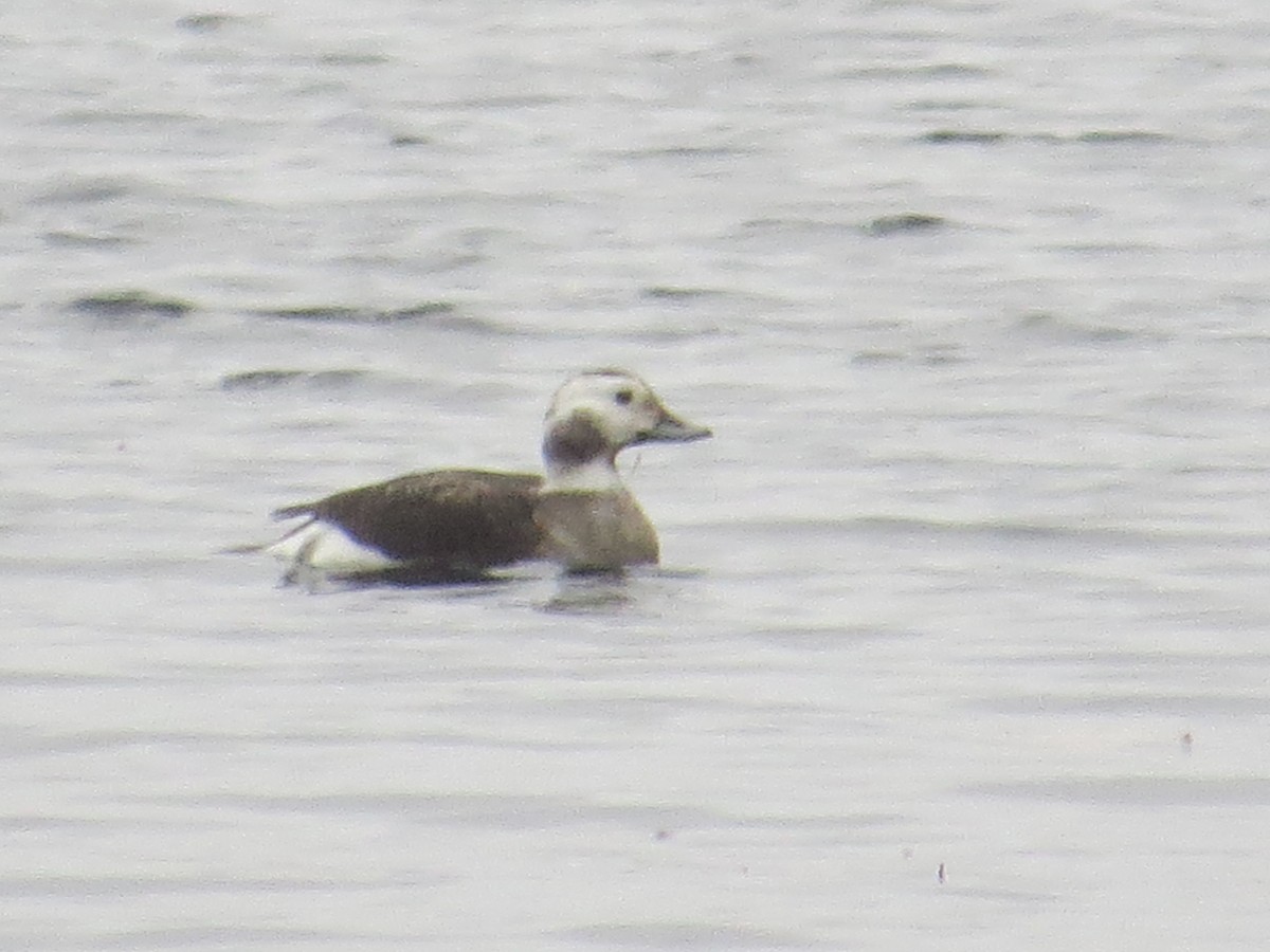 Long-tailed Duck - ML611438829