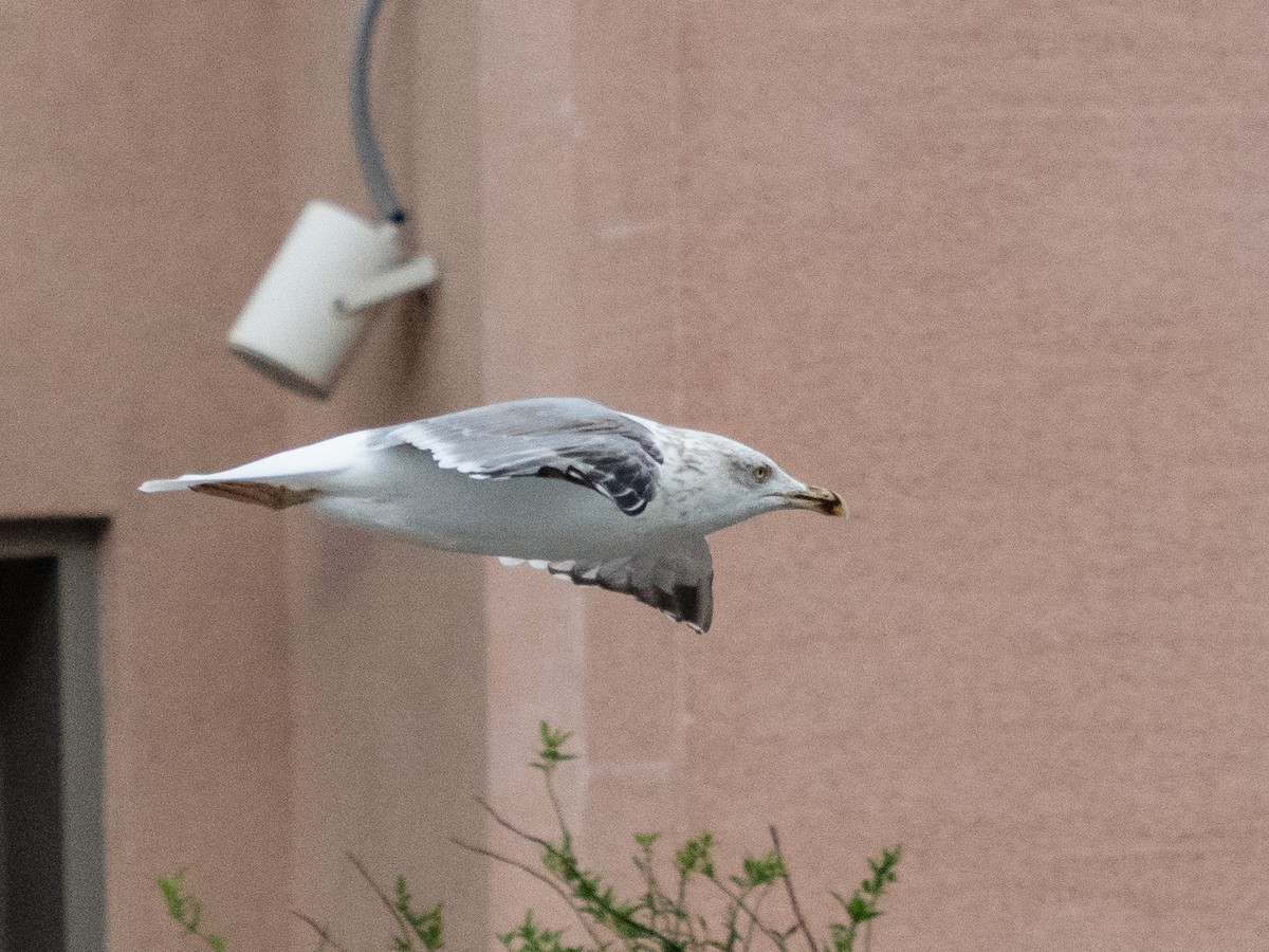 Yellow-legged Gull - ML611438905