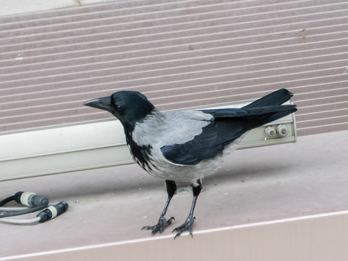 Hooded Crow - ML611438913