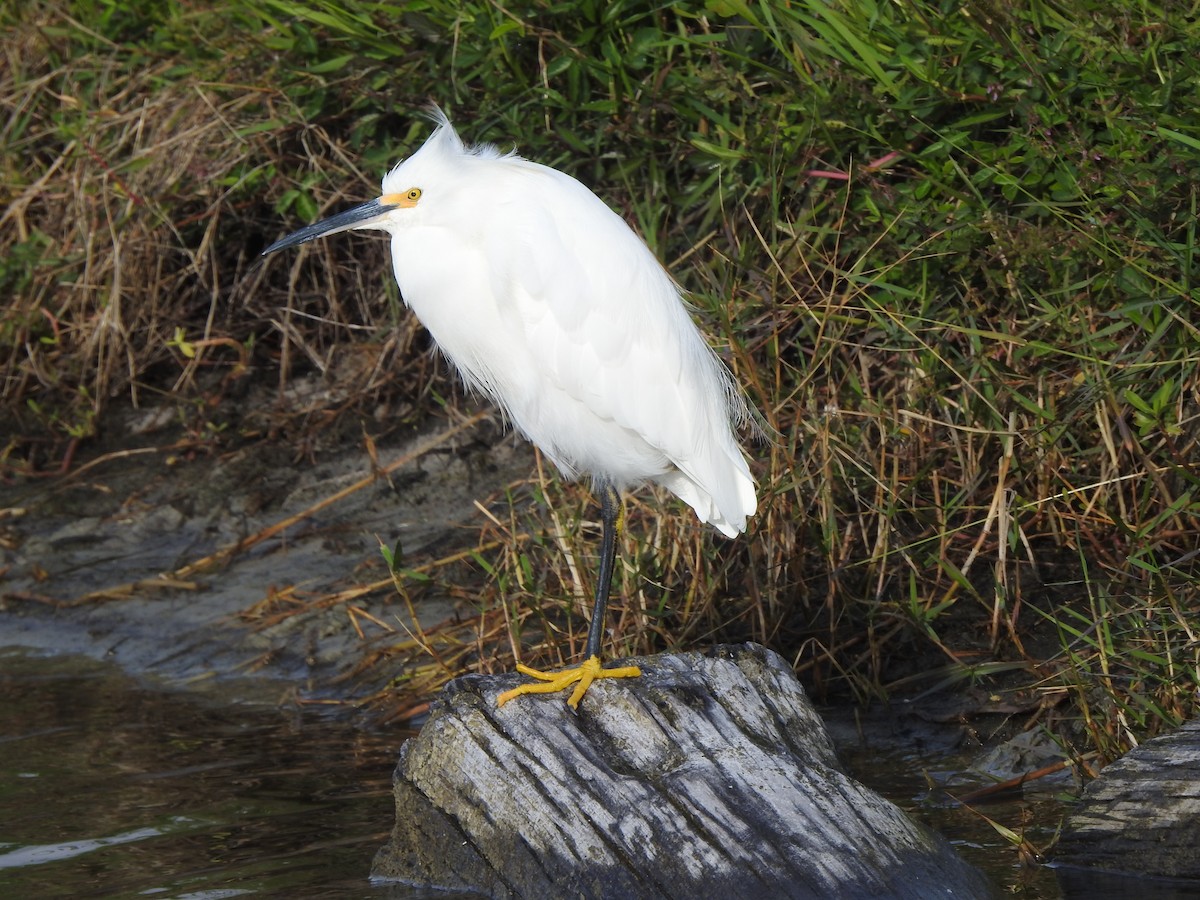 Snowy Egret - ML611438915