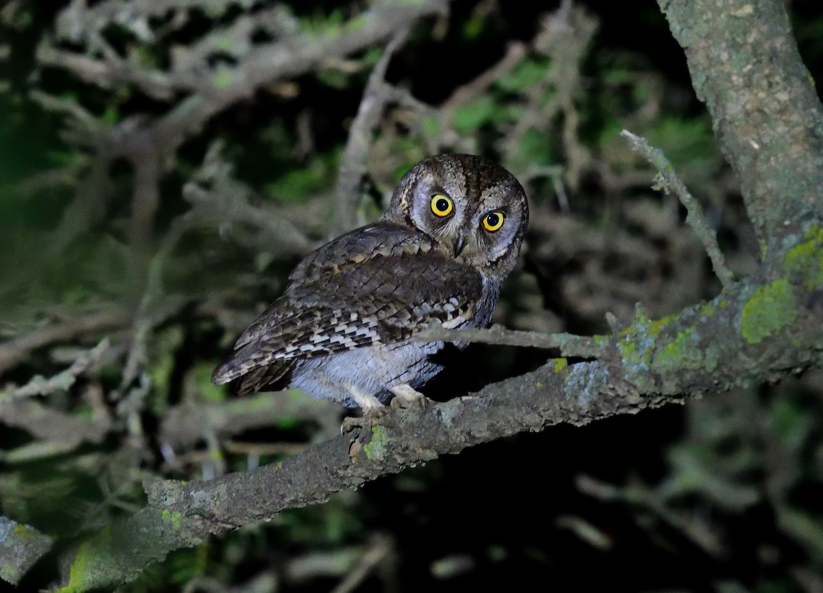 Arabian Scops-Owl - ML611438927