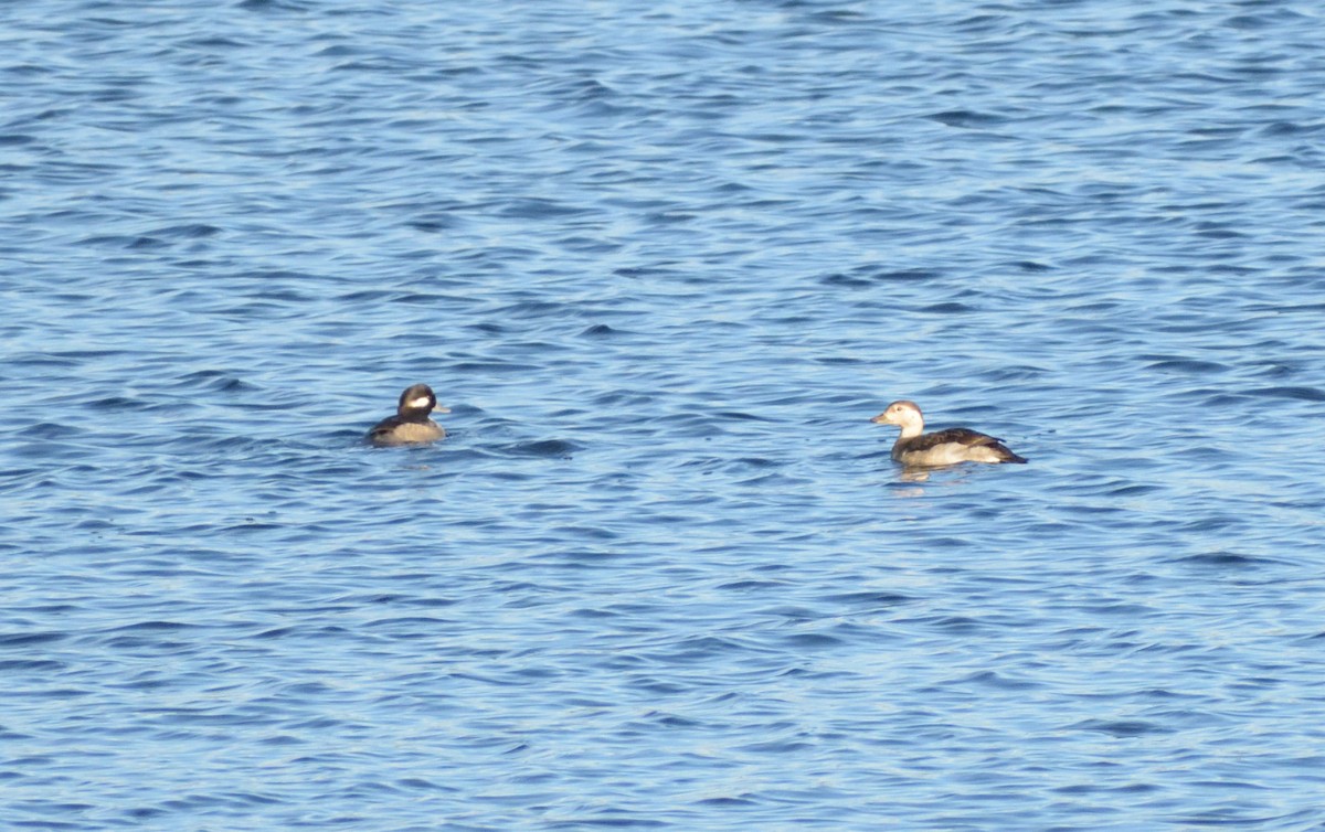 Long-tailed Duck - Robert Tonge