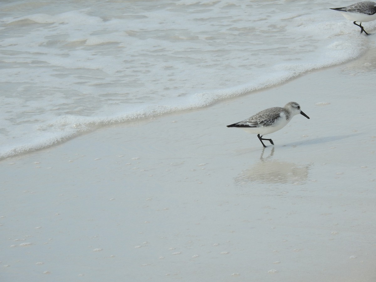 Sanderling - ML611438990