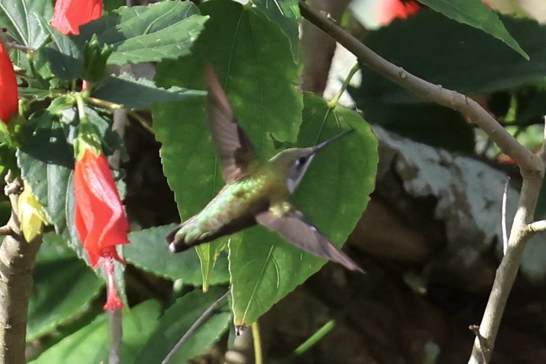 Ruby-throated Hummingbird - ML611439000