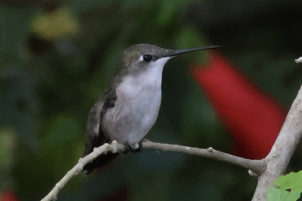Ruby-throated Hummingbird - ML611439002