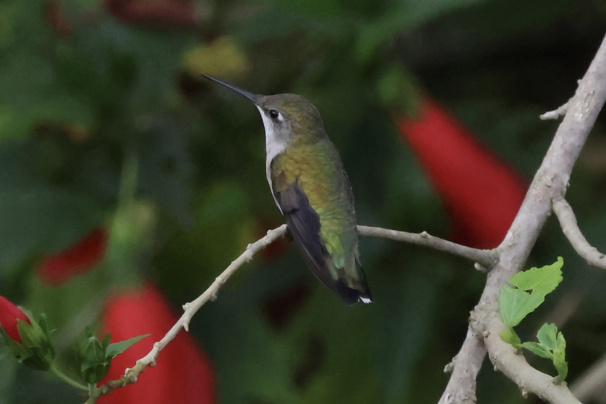 Ruby-throated Hummingbird - ML611439003