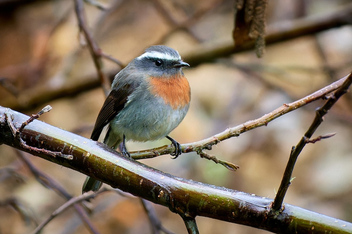 Rufous-breasted Chat-Tyrant - ML611439104