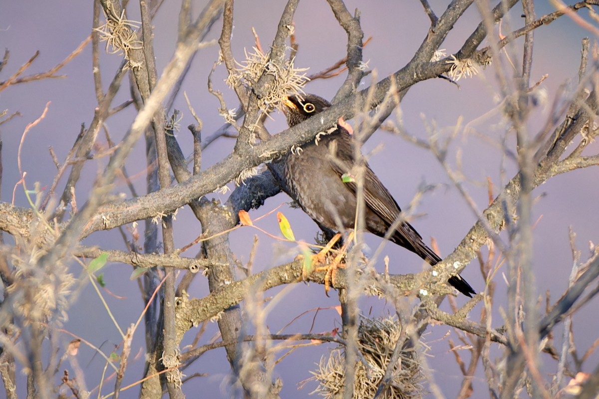 Chiguanco Thrush - ML611439184