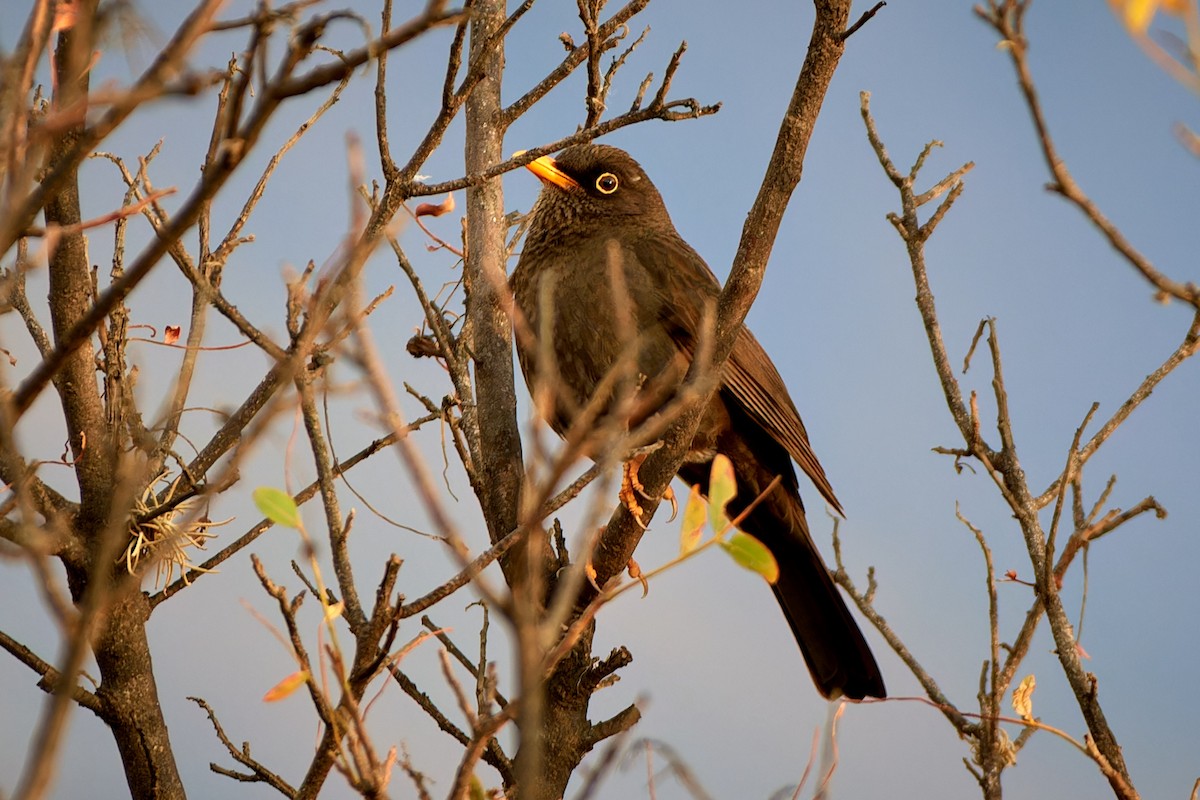 Chiguanco Thrush - ML611439185