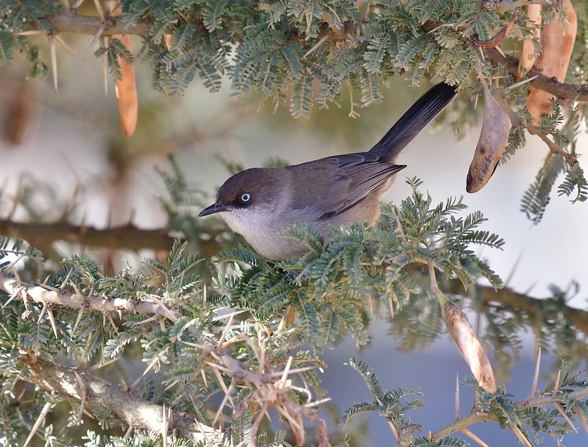 Yemen Warbler - ML611439201