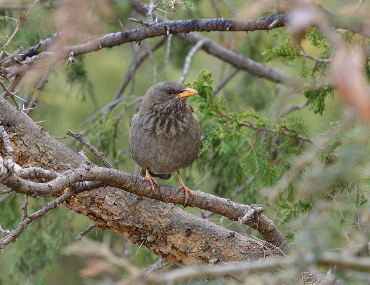 Yemen Thrush - ML611439213