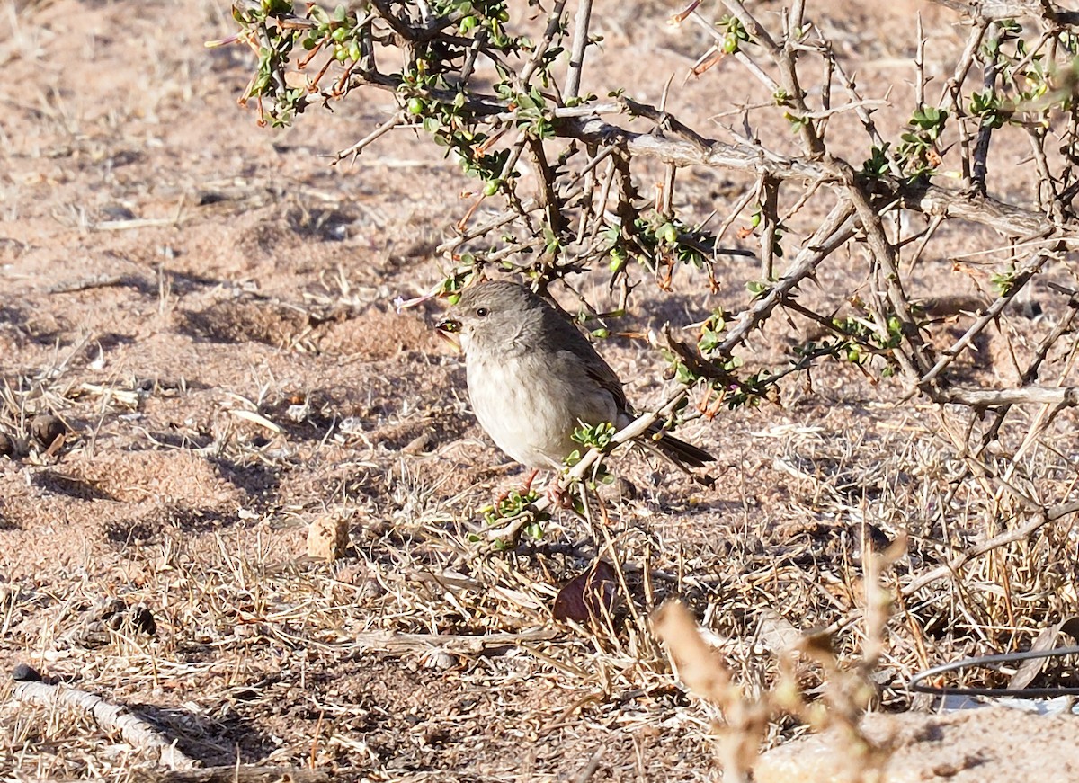 Serin d'Arabie - ML611439224