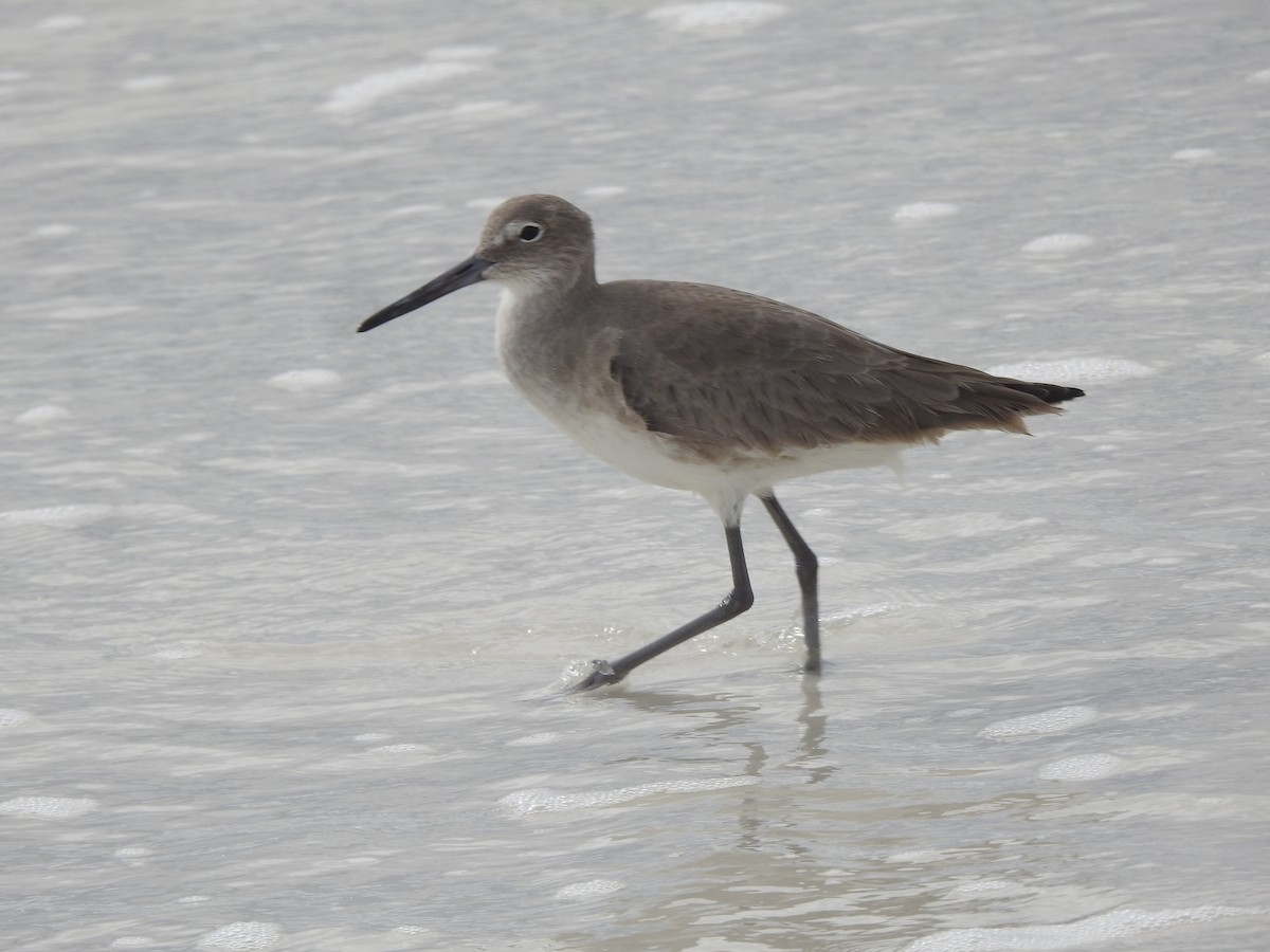 Willet - ML611439279