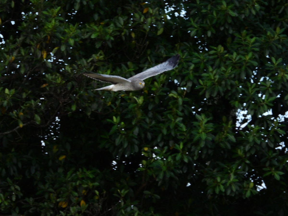 Aguilucho de Hudson - ML611439353