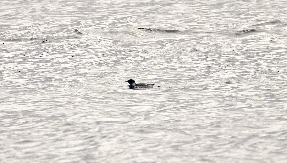 Ancient Murrelet - ML611439406