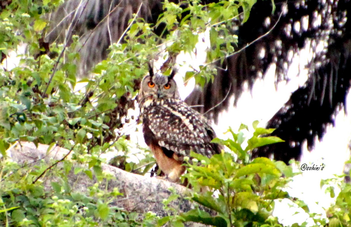 Rock Eagle-Owl - SOHINI GHOSH