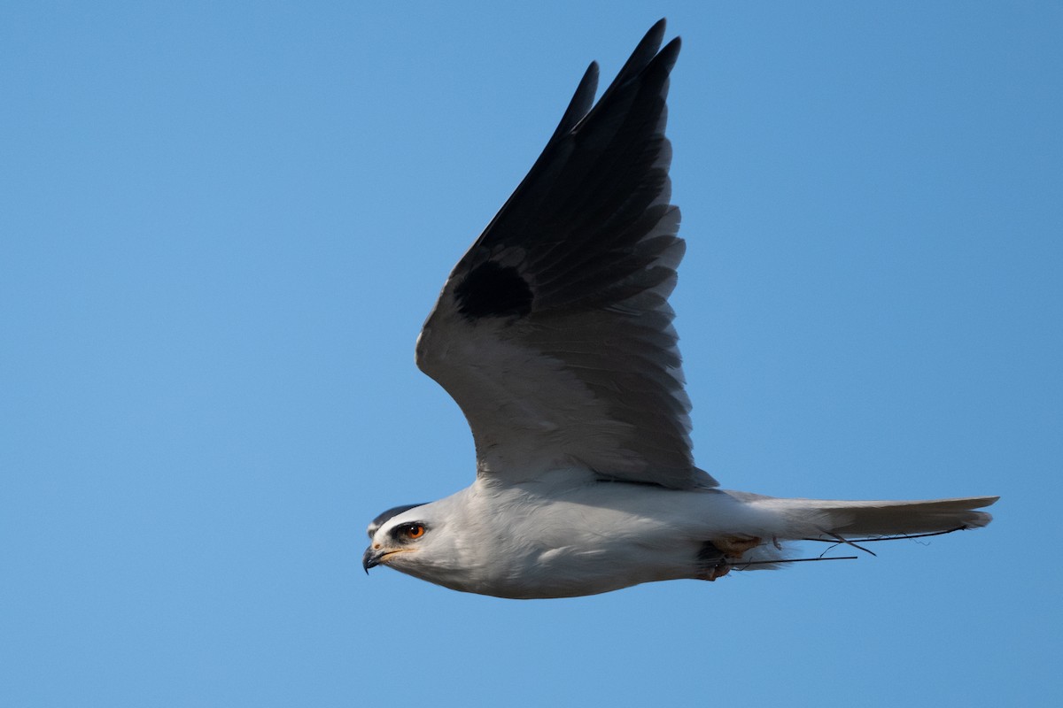 White-tailed Kite - Cynthia  Case