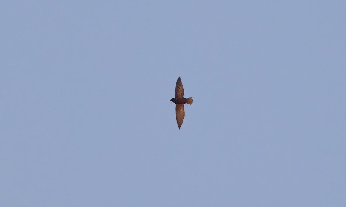 Short-tailed Swift (Short-tailed) - Paul Fenwick