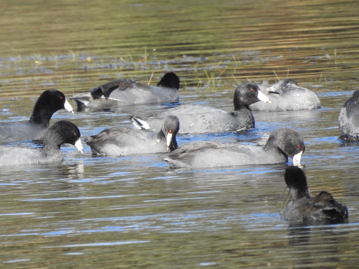 American Coot - ML611439528