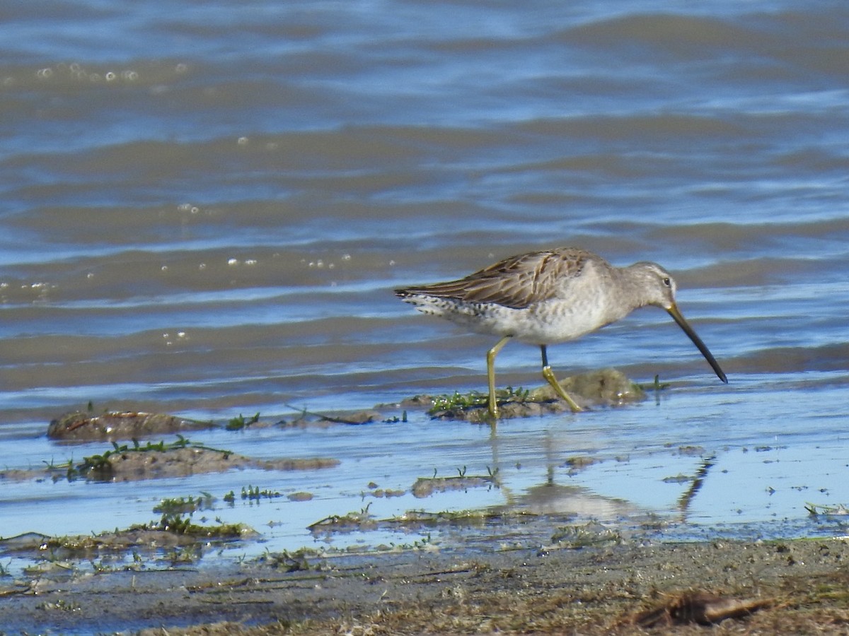 Long-billed Dowitcher - ML611439535