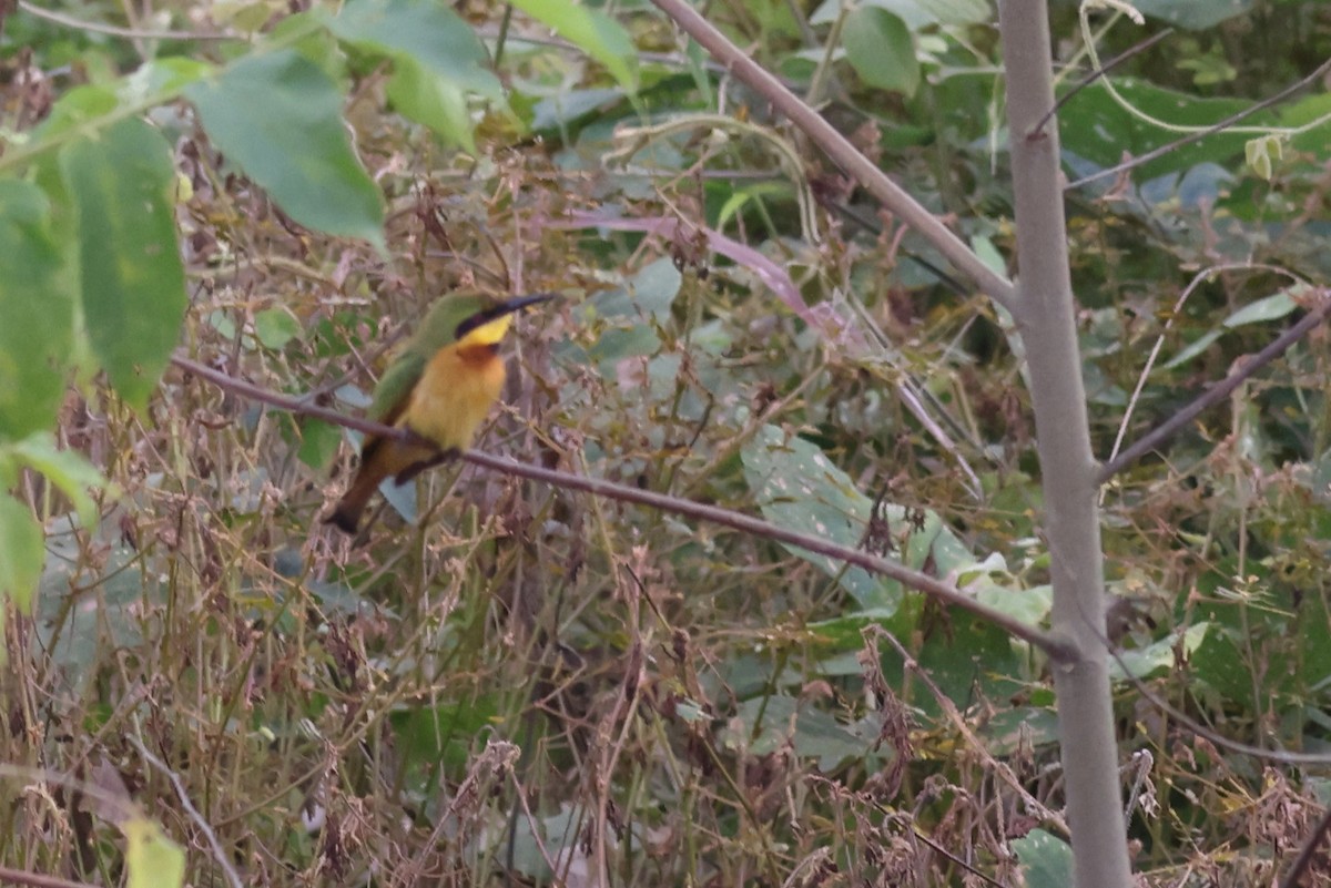 Little Bee-eater - ML611439544