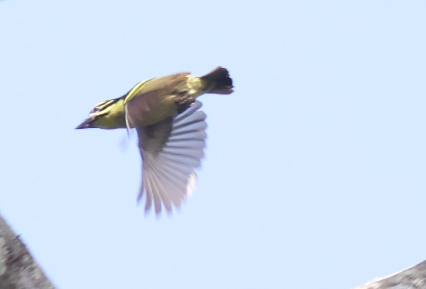 Red-rumped Tinkerbird - Sea Williams