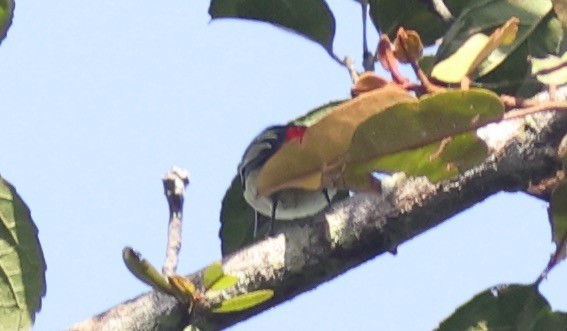 Red-rumped Tinkerbird - Sea Williams