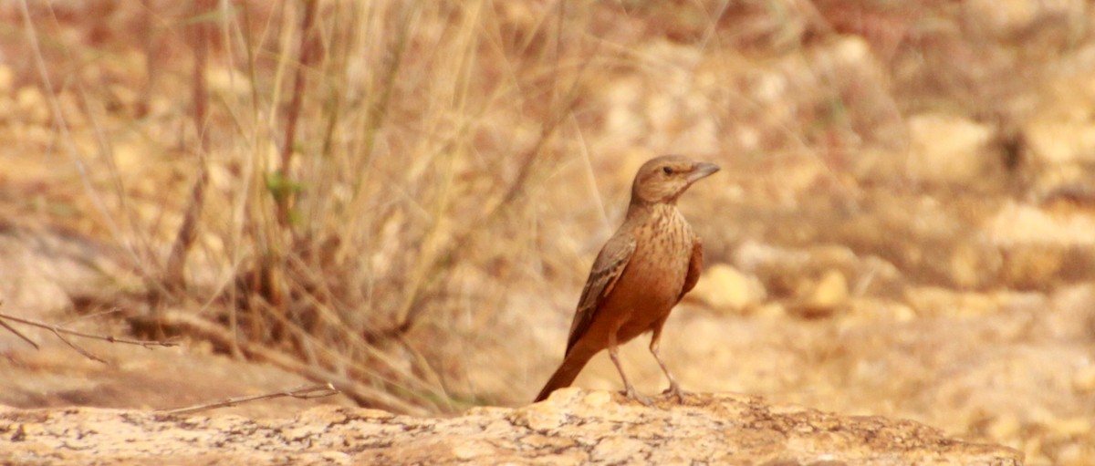 Rufous-tailed Lark - ML611439570