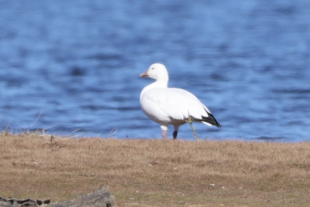 Snow Goose - ML611439600