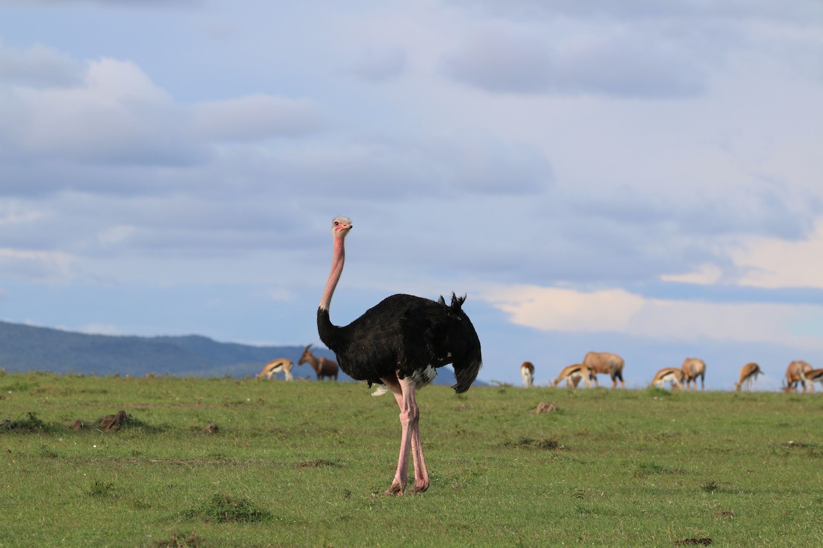 Common Ostrich - Matthew Eisenson