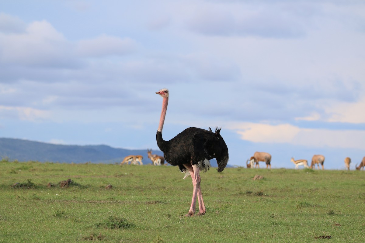 Common Ostrich - ML611439633