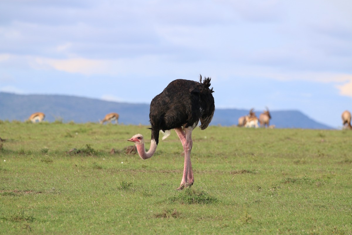 Common Ostrich - ML611439635