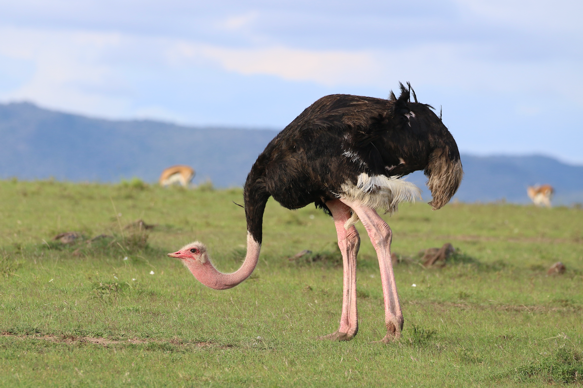 Common Ostrich - ML611439640