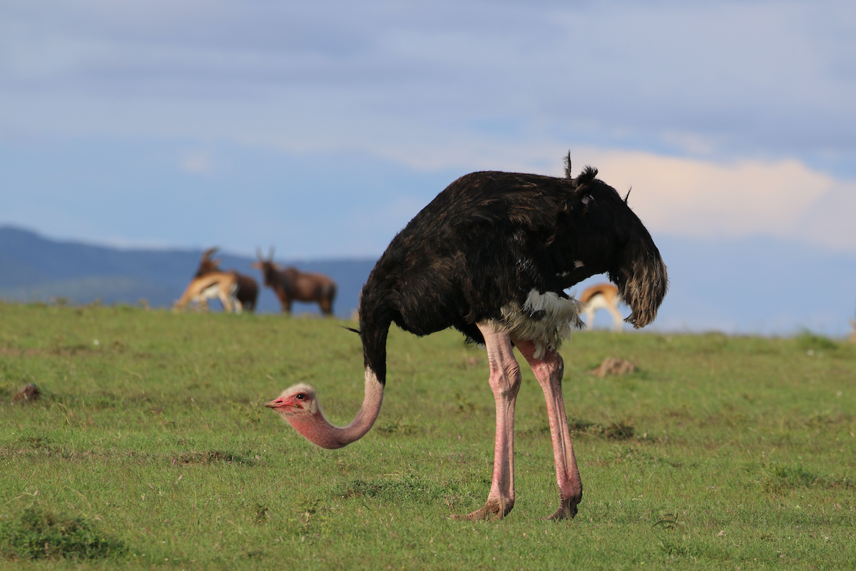 Common Ostrich - ML611439644