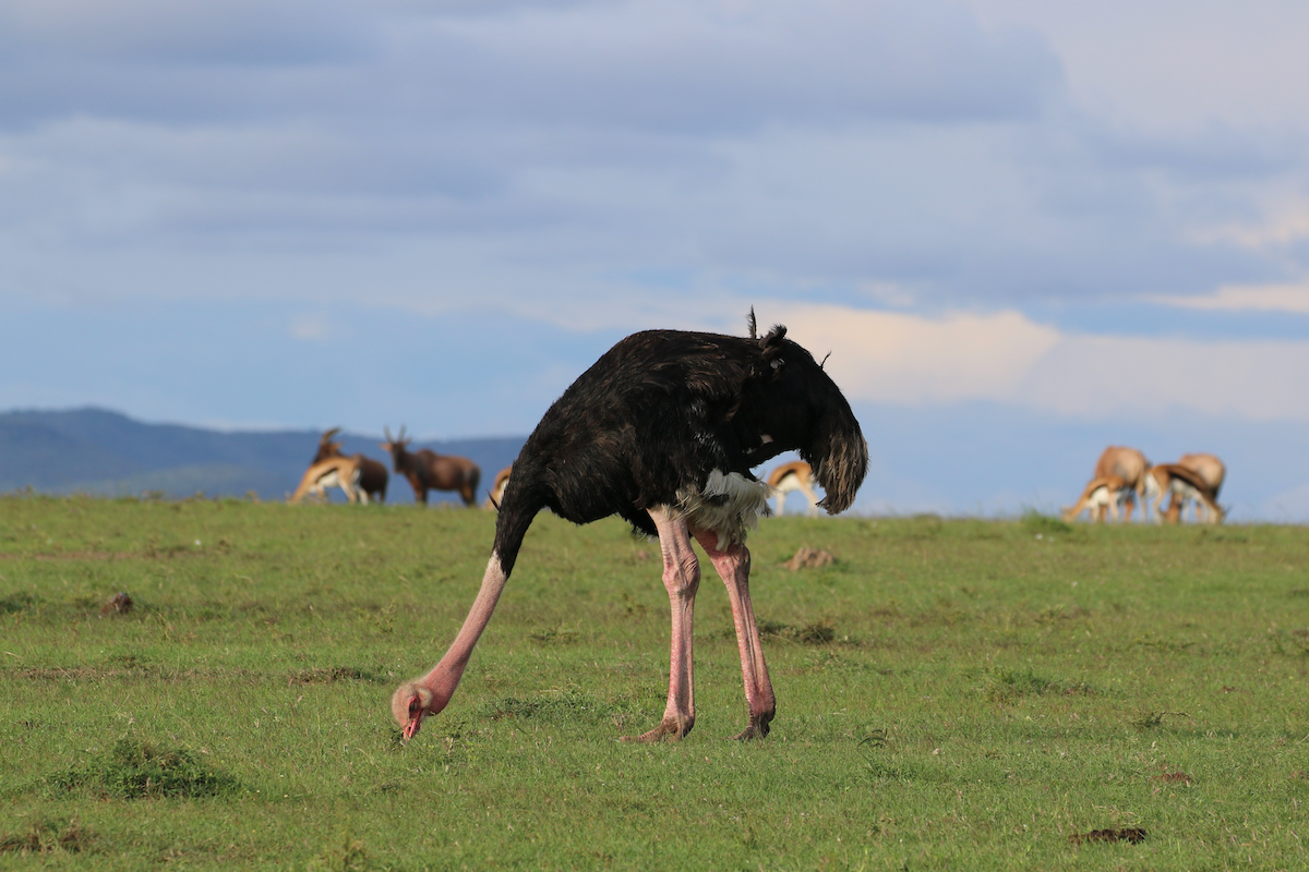 Common Ostrich - ML611439645