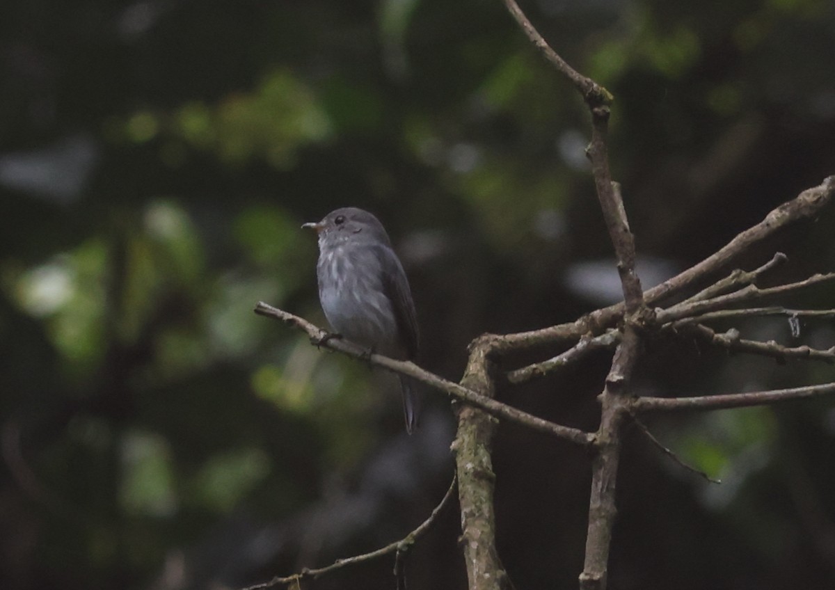 Little Flycatcher - ML611439709