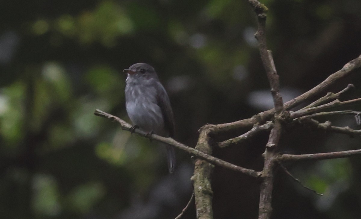 Little Flycatcher - ML611439710