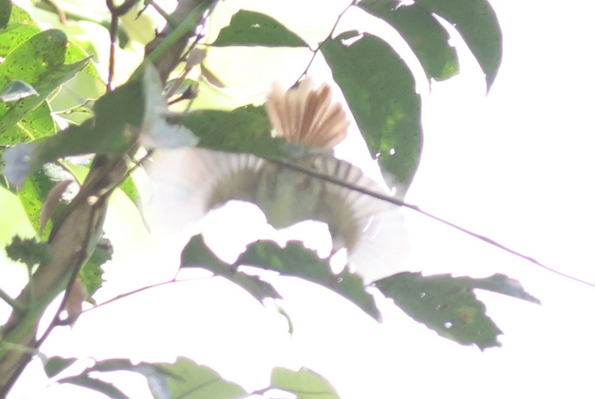 Chestnut-capped Flycatcher - ML611439736