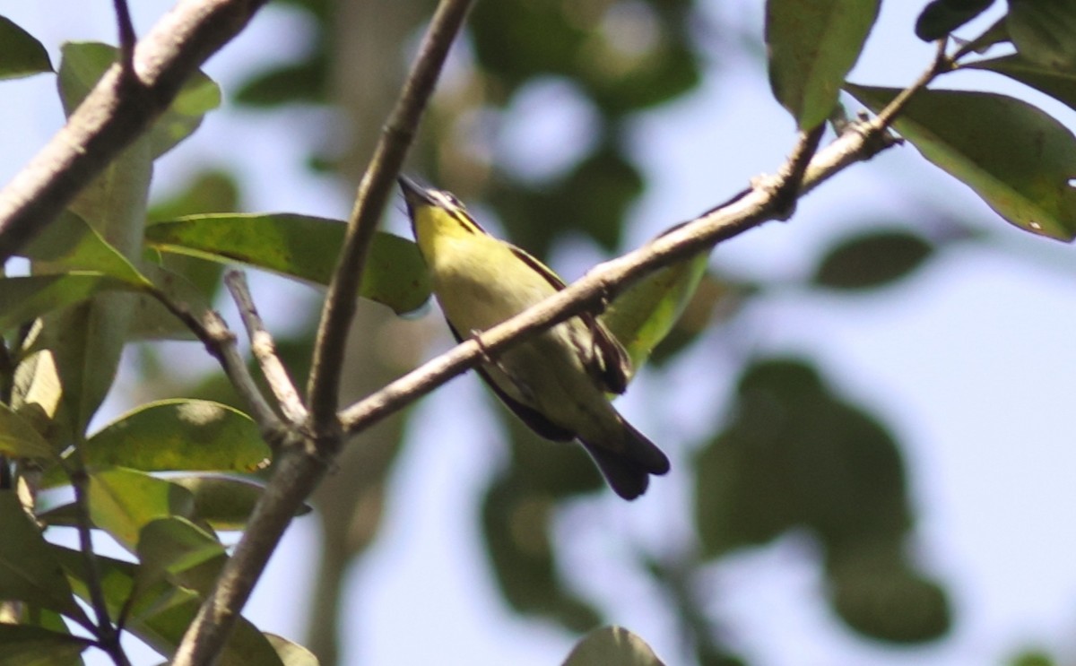 Red-rumped Tinkerbird - ML611439748