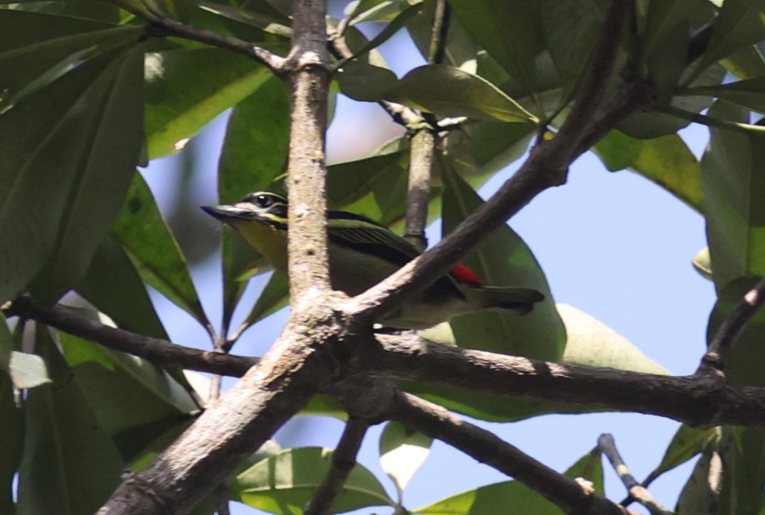 Rotbürzel-Bartvogel - ML611439749