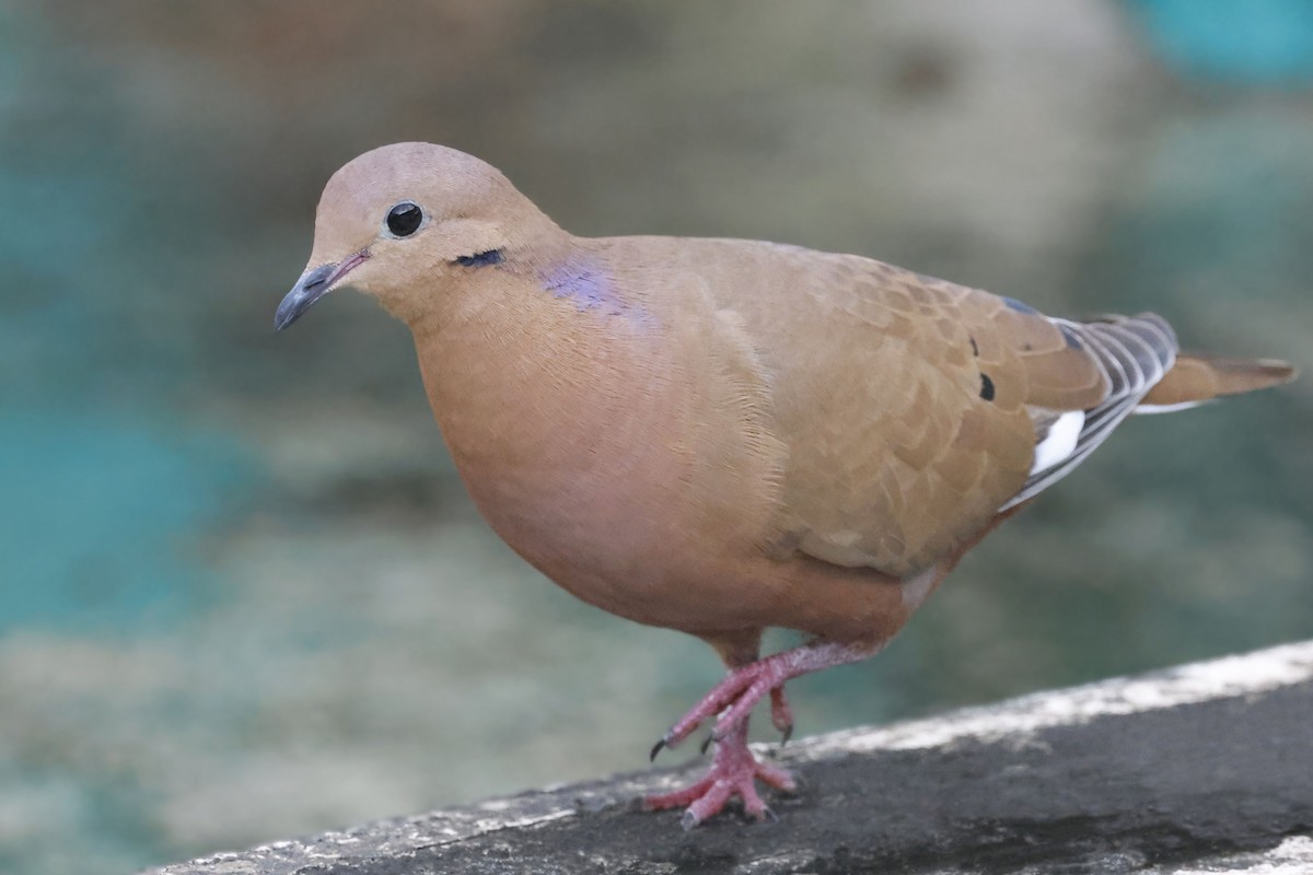 Zenaida Dove - ML611439869