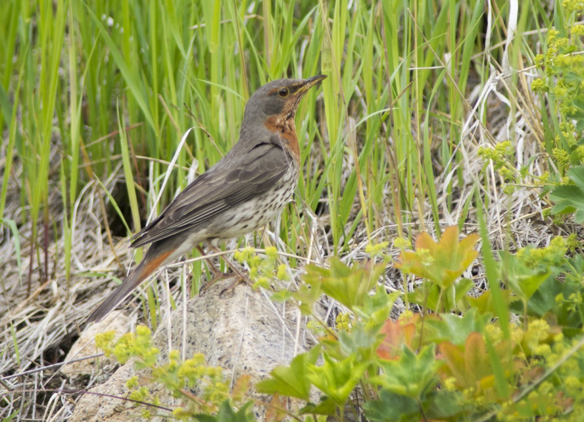 Red-throated Thrush - Volkov Sergey