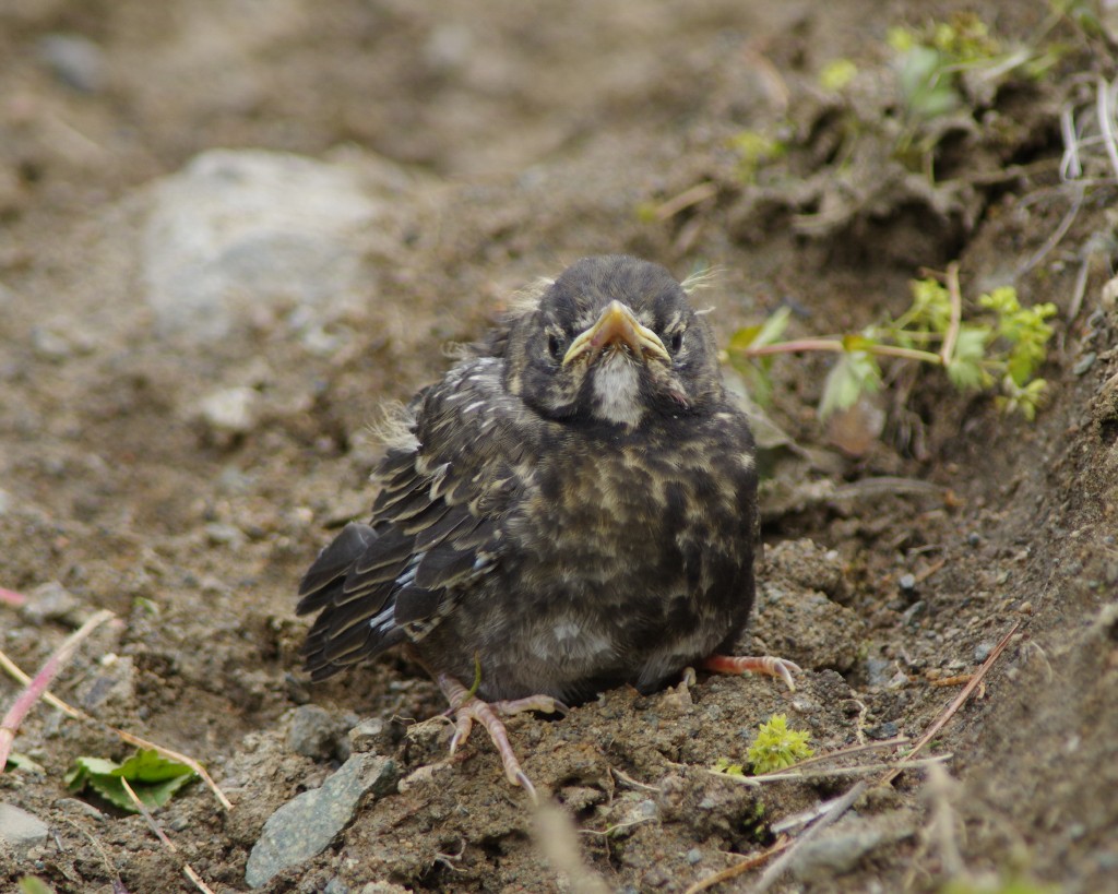 Red-throated Thrush - Volkov Sergey