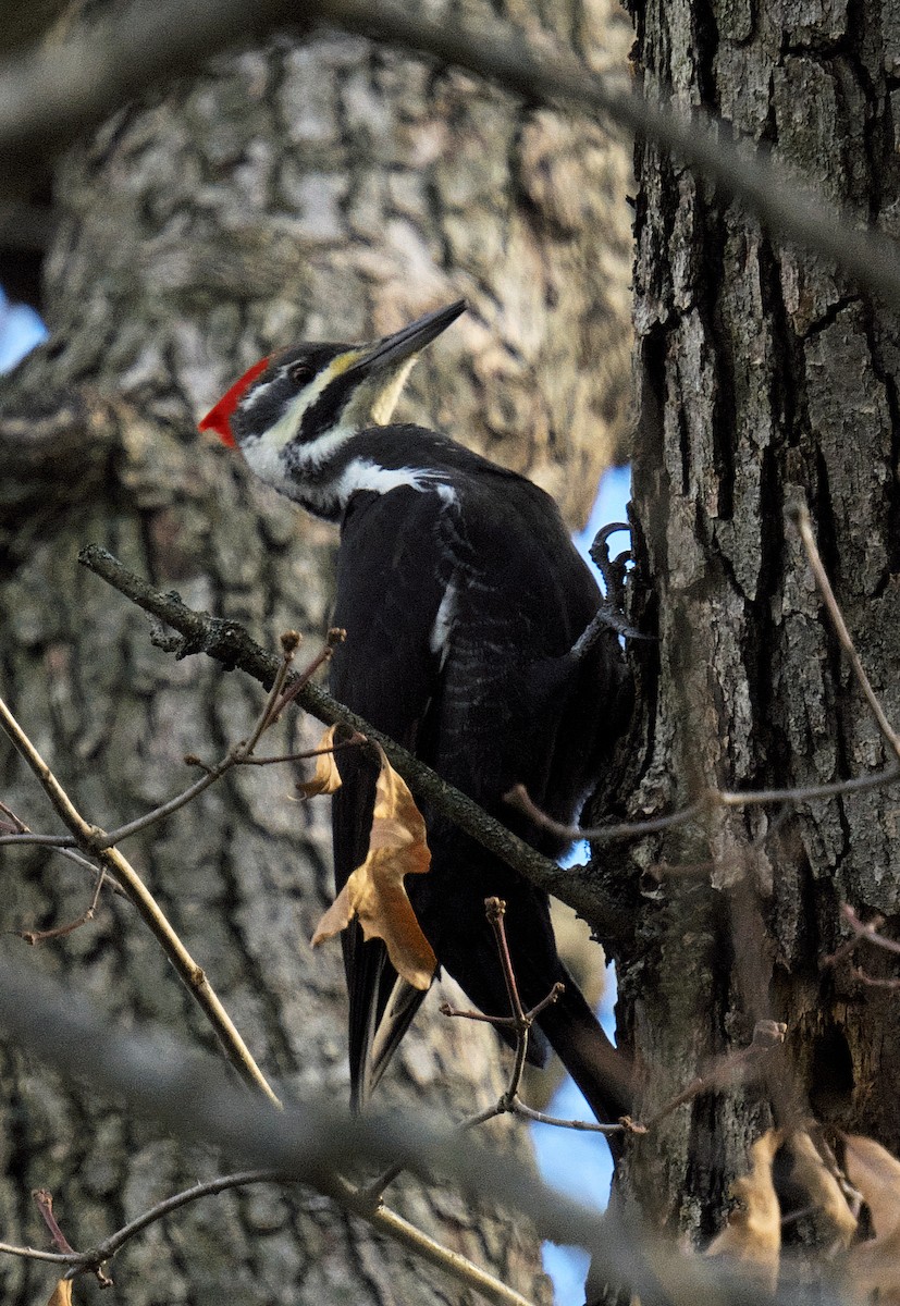 Pileated Woodpecker - ML611439941