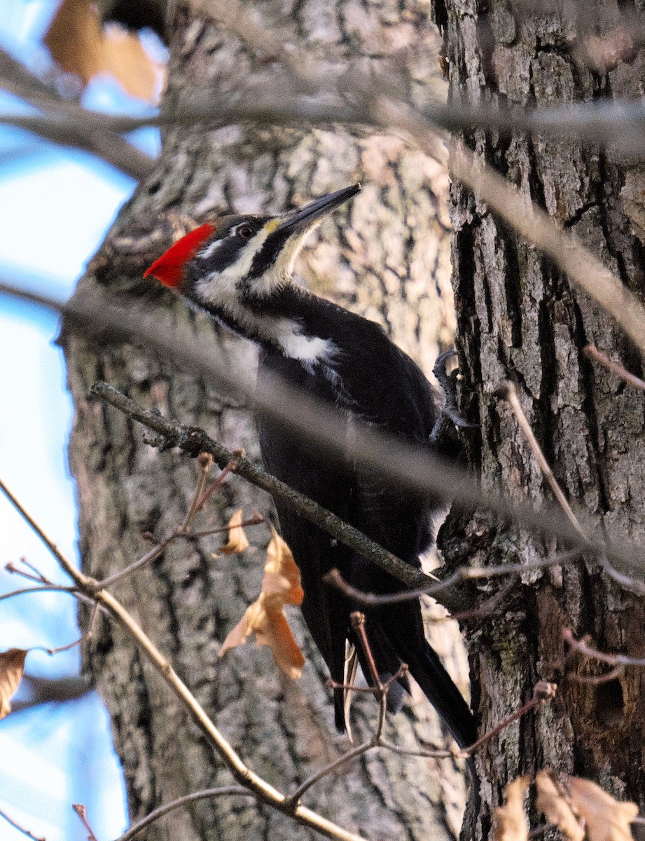 Pileated Woodpecker - ML611439942