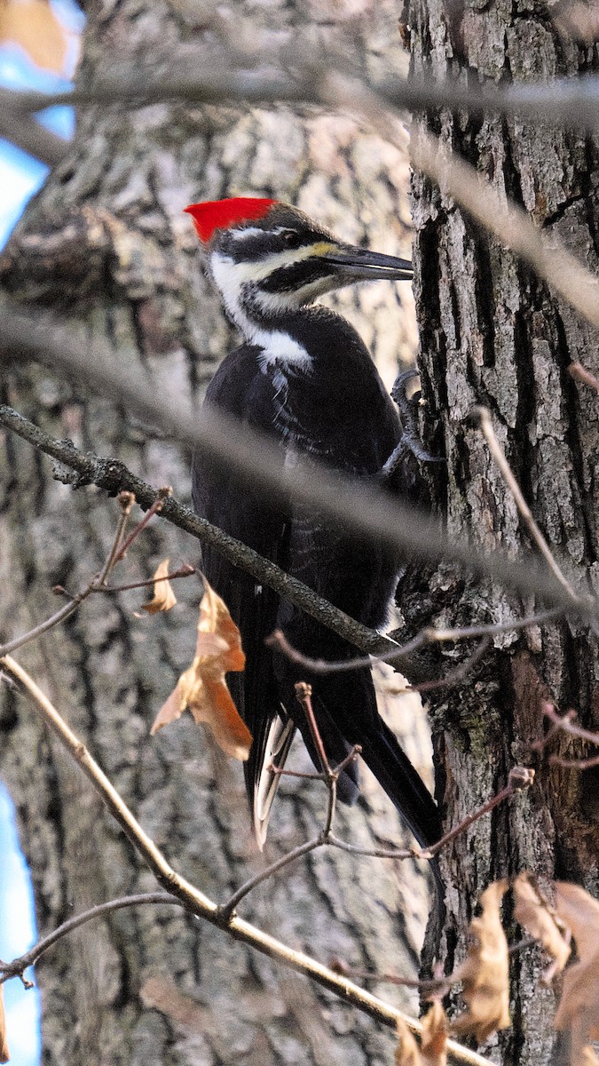 Pileated Woodpecker - Beth McGrath