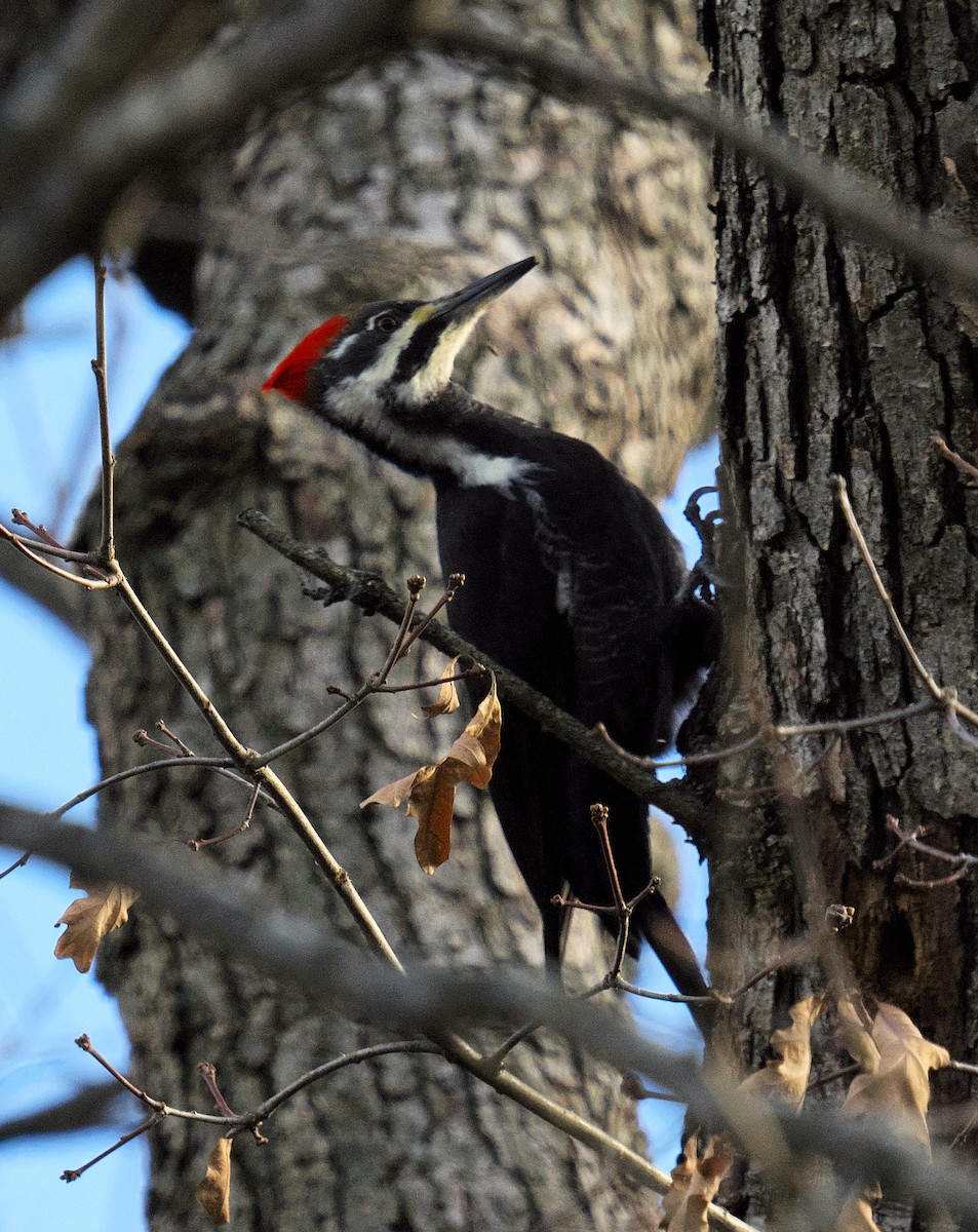 Pileated Woodpecker - ML611439944